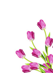 spring flowers tulips isolated on white background