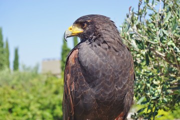 A black hawk bird