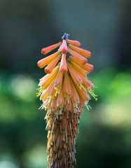 Beautiful tall flower