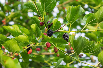 Mulberry branch with fruits and leaves