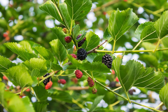Mulberry branch with fruits and leaves