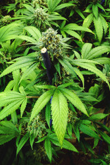 Fototapeta na wymiar Flowering Indoor Cannabis Plant with Thick Marijuana Leaves