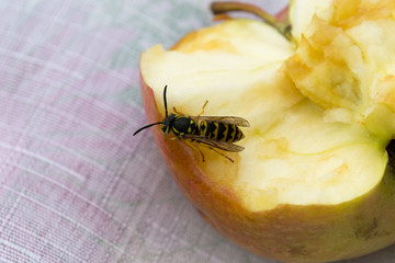 Close view of a wasp on an apple