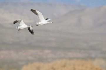 Snow Geese Flight