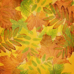 Naklejka na ściany i meble Autumn background with dried leaves