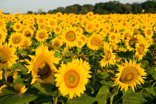 Sunflower grows in a field in Sunny weather.