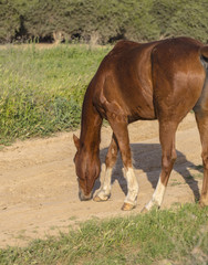 Fototapeta premium animal brown horses grazing