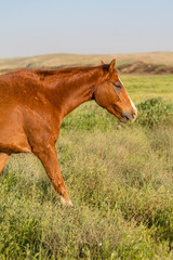 Fototapeta premium animal brown horses grazing