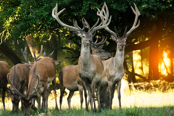 Naklejka premium Herd of deer red