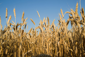 Obraz premium Ears of wheat growing on the field