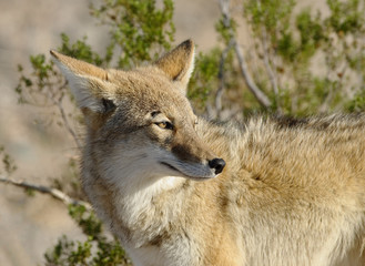 Coyote (Canis latrans) in Death Valley National Park, California. 