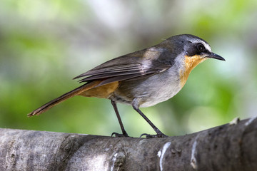 Cape Robin Chat (Cossypha caffra). South Africa, Little Karoo