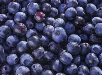Close up photo of blueberries