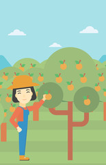 Farmer collecting oranges vector illustration.