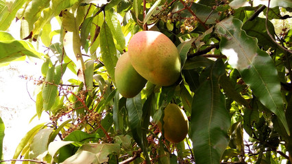 Ripen mangos hanging