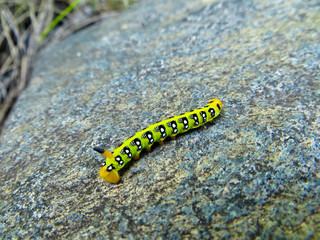 Obraz na płótnie Canvas Hawk-moth caterpillar