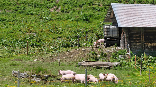 freilaufende Schweine auf der Alm