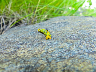Hawk-moth caterpillar