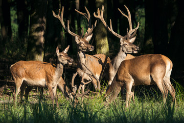Herd of deer red