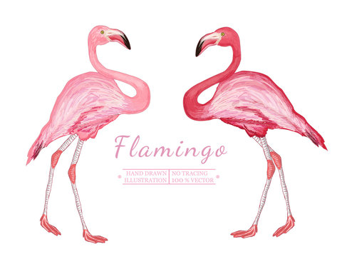 Two flamingo isolated on white background beautiful pink flaming