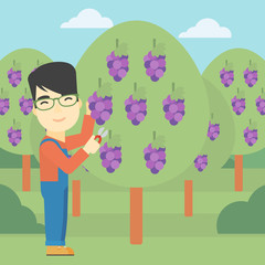 Farmer collecting grapes vector illustration.