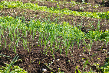 Organic Spring Onion Vegetable