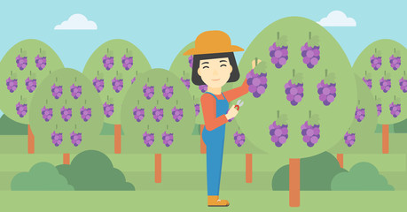 Farmer collecting grapes vector illustration.