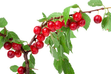 felted cherry branch isolated on white background