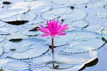 Lotus flower with green lotus leaf blurry background:Close up,se