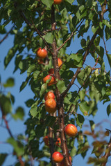 Branch with ripe apricots