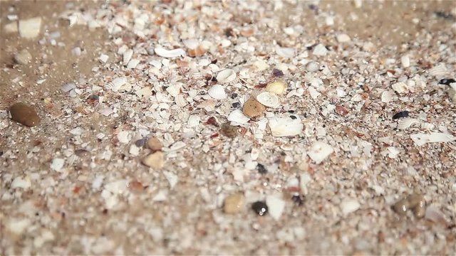 Little sea shells on sand, Sea waves on beach