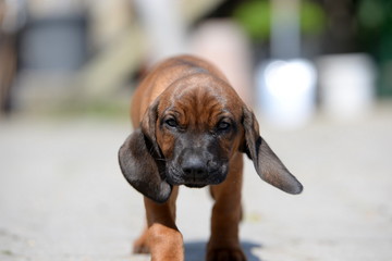 gleich fresse ich dich!, bayerischer Gebirgsschweißhundwelpe frontal