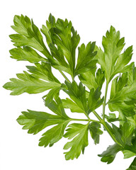 green leaves of parsley