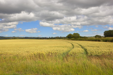 Obraz premium wolds wheat field