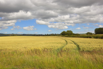 wolds wheat field