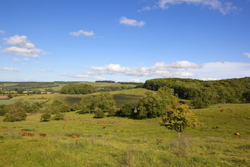 Obraz premium grazing meadows in summer