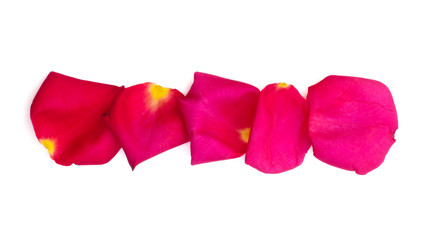 Isolated rose and bright pink petals on white background