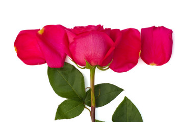 Isolated rose and bright pink petals on white background