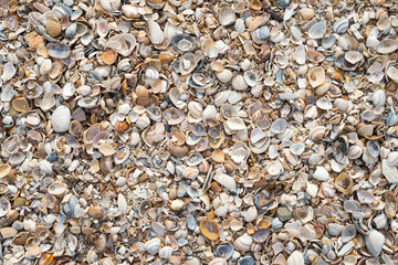 Sea Shells - variety of sea shells from beach