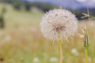 Dandelion at the Meadow