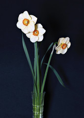 Bouquet of three flowers of daffodils