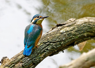 Kingfisher on a tree 2