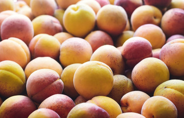 Many ripe red and orange apricots