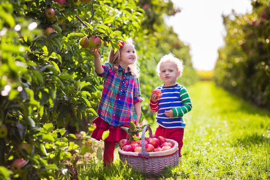 Kids Picking Apples In Fruit Garden