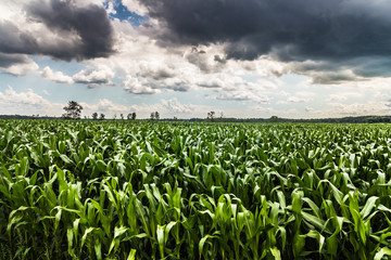 storm sky corn field landscape