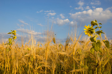 Summer Landscape with Wheat Field and Clouds.