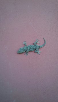 geco su parete