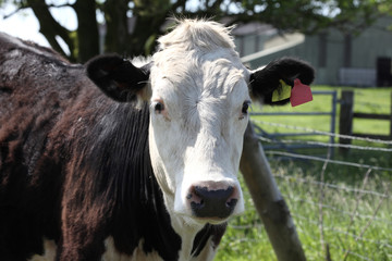 Naklejka na ściany i meble Brown and white bull in a Welsh dairy farm pasture field
