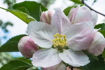 Flower of apple