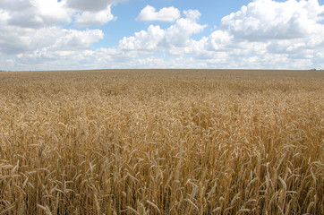 Summer Landscape with Wheat Field and Clouds.